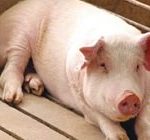 بعد ظهوره في الصين .. 6 أعراض غير متوقعة لـ إنفلونزا الخنازير