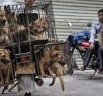 لأول مرة.. الصين ترفع القطط والكلاب من قائمة الحيوانات القابلة للأكل