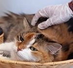 القطط أكثر عرضة للإصابة بفيروس كورونا من الكلاب.. تفاصيل